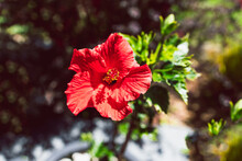Red Hibiscus Plant With Two Flowers, Close-up Shot At Shallow Depth Of Field