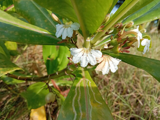 Wall Mural - Close-up of beautiful white flowers of beach naupaka (Scaevola taccada). It is also known as beach cabbage or sea lettuce.