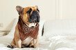 French bulldog in a headscarf on a white bed. Close-up.