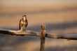 Common Buzzard perched on a wooden fence on a frosty morning with countryside in the background.  