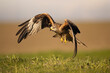 Red kite taking off from a field with sky and countryside in the background.  