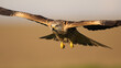 Close up of a Red Kite in flight files and sky in the background.  