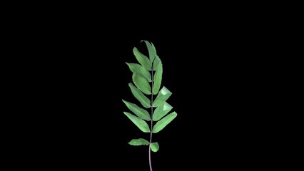Wall Mural - Time lapse of drying Rowan leaves in RGB + ALPHA matte format isolated on black background
