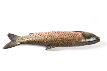 Wall Mural - grass carp fish isolated on  white background