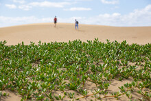 Green Plants In Sand Dune Against Desert Landscape