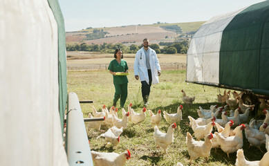 Poster - Chicken, farm and vet nurse with doctor for health inspection of eggs. Poultry, agriculture and veterinarian medical team, man and woman getting ready to test egg products for food safety compliance.