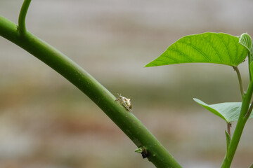  ladybug perched on a tree