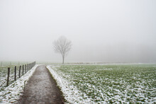Melting snow and green grass on an agricultural field in Europe. Footpath leading to a lone tree, dense foggy weather, no people
