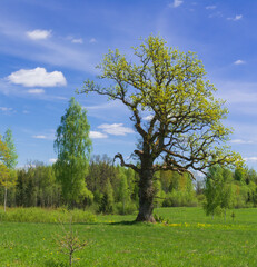 Wall Mural - Old oak tree on meadow.