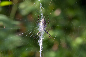 spider
