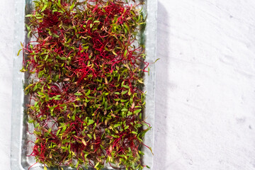 Wall Mural - Radish microgreens