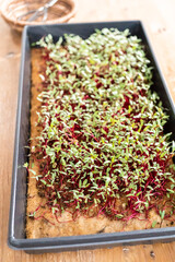 Wall Mural - Radish microgreens