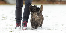 Cairn Terrier. Dog Handler Is Walking With His Obedient Dog In Snowy Winter