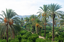 Path Of Date Palms In A Plantation