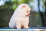 Fototapeta Zwierzęta - Little Pomeranian puppy on the street