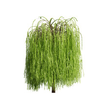 Green Willow TREE Isolated On White, 3D RENDERING OF WILLOW TREE Png TRANSPARENT BACKGROUND