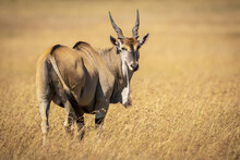 Eland (Taurotragus Oryx) Stands In Long Grass Looking Back Over Shoulder, Maasai Mara National Reserve; Kenya