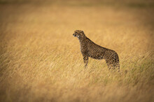 Cheetah (Acinonyx Jubatus) Stands On Mound In Long Grass, Maasai Mara National Reserve; Kenya