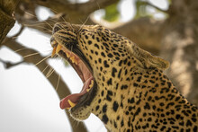 Close-up Of Leopard (Panthera Pardus) Yawning Showing Yellow Teeth, Serengeti National Park; Tanzania