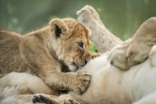 Close-up Of Lioness (Panthera Leo) On Back With Suckling Cub, Serengeti National Park; Tanzania