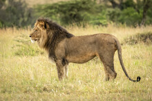 Male Lion (Panthera Leo) Stands In Grass In Profile, Serengeti National Park; Tanzania