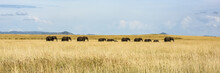 Panorama of elephant herd (Loxodonta africana) crossing grassy plain, Serengeti; Tanzania