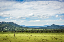 Two Masai Giraffe (Giraffa Camelopardalis Tippelskirchii) Stand With Hills Behind, Serengeti; Tanzania