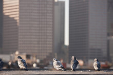 Pigeons Perching On A Rooftop, North End, Boston, Suffolk County, Massachusetts, USA