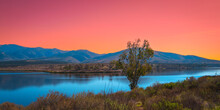 Southern California Nature Winter Landscape Series, Two Bold Eagles Sitting On The Tree At Lower Otay Lake In Chula Vista, USA