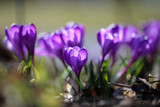 Fototapeta Kwiaty - Blooming plant Crocus