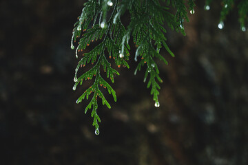 Rain Dew Drop, Cedar Leaf