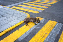 Cute Dog Lying And Sleeping On Crosswalk