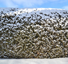 Front View Of A Snowy Cedar Hedge On A Winter Sunny Day.