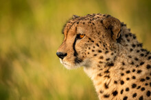 Close-up Of Male Cheetah (Acinonyx Jubatus) Head Facing Left, Klein's Camp, Serengeti National Park; Tanzania