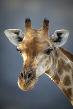 Close-up Portrait Of A Southern Giraffe (Giraffa Camelopardalis Angolensis) Against A Grey Sky And Staring At The Camera At The Gabus Game Ranch; Otavi, Otjozondjupa, Namibia