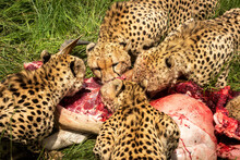 Four Cheetahs (Acinonyx Jubatus) Eating Kill, Kicheche Bush Camp In Maasai Mara National Reserve; Narok, Masai Mara, Kenya