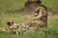 Close-up Of Cheetah (Acinonyx Jubatus) Lying Down And Yawning Near Mound, Maasai Mara National Reserve; Narok, Masai Mara, Kenya