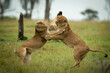 © Designpics - Two lionesses play fight on hind legs, Maasai Mara, Kenya