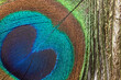 Peacock Feather 1