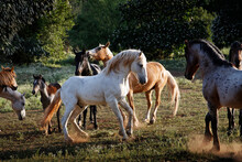 Mustang Fights Another Stallion At The Wild Horse Sanctuary; Shingletown, California, United States Of America