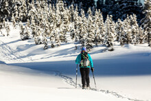 Female Snowshoeing On A Snow-covered Trail With Snow-covered Evergreens In The Distance In Banff National Park; Lake Louise, Alberta, Canada