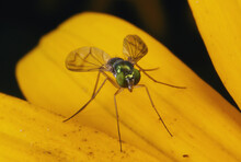 Green Triangular Fly Green Flies Free Stock Photo - Public Domain Pictures