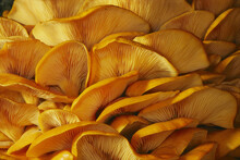 Close View Of Jack-o-lantern Mushrooms (Omphalotus Olearius) By Day.; Norwich, Vermont.