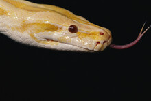Close View Of An Albino Burmese Python (Python Molurus Bivittatus).; Exact Location Unknown.