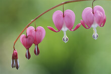 Close View Of Dutchman's Breeches, Or Bleeding Hearts, In Bloom.; Massachusetts.