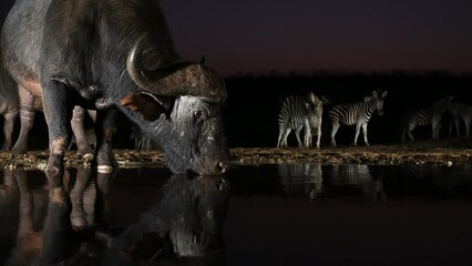 Canvas Print - An African buffalo drinking at a water hole with zebras in the background with a beautiful evening sky in South Africa