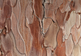 Wooden texture