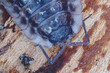 makrofoto vom kopf einer kellerassel, porcellio scaber