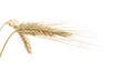 An ear of ripe wheat close-up on an isolated white background
