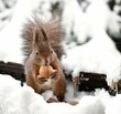Brown red squirrel in winter park